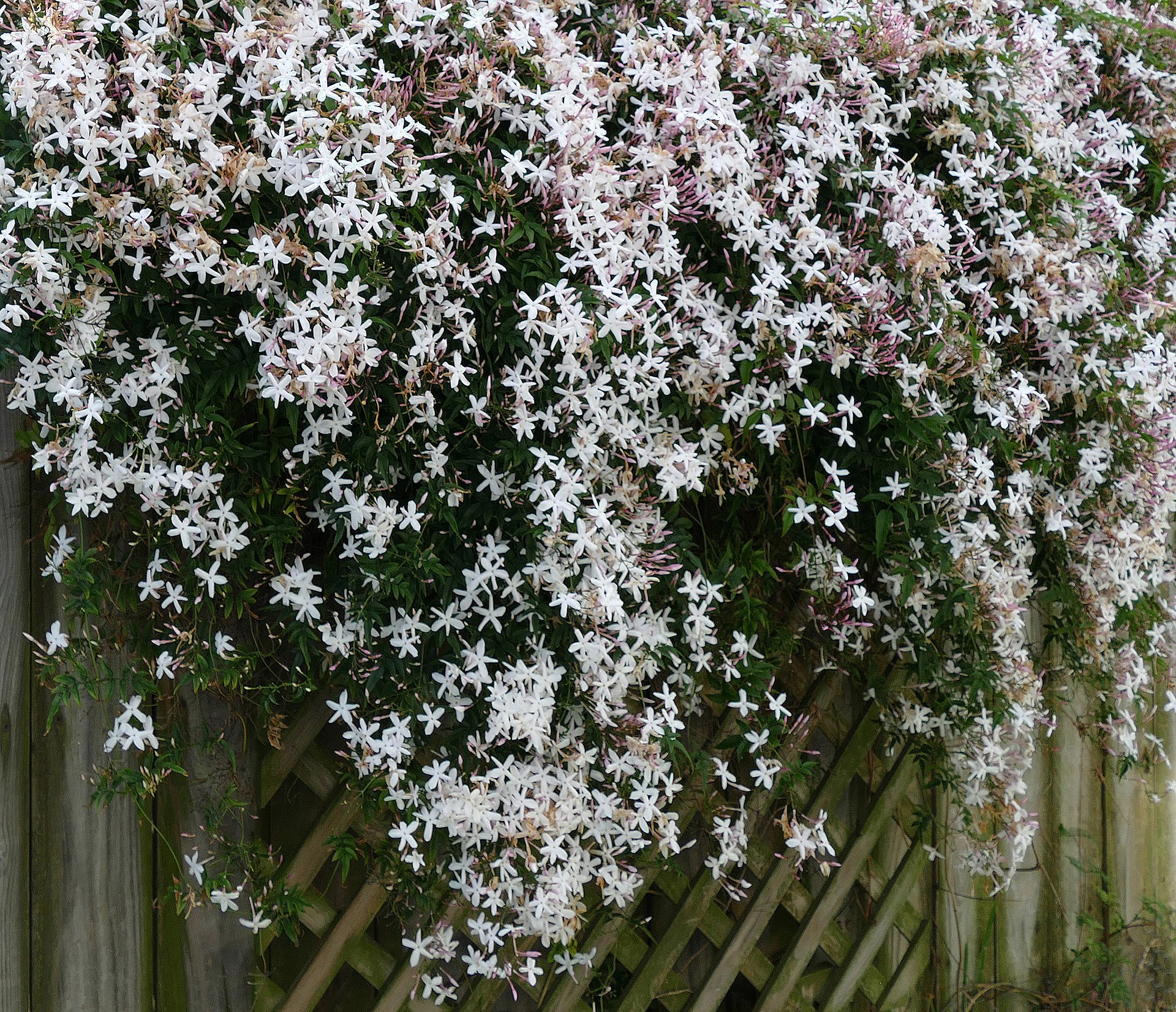 Damascus Jasmine